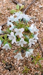 Zephyra elegans