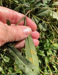 Coleosporium