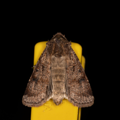 Agrotis infusa