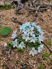 Zephyra elegans