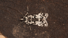 Scoparia exhibitalis