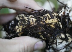 Bondarzewia occidentalis