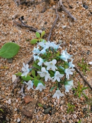 Zephyra elegans