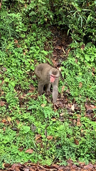 Macaca fuscata