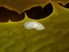 Notoplanidae