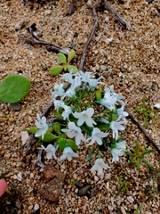 Zephyra elegans