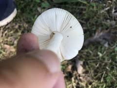 Russula bicolor