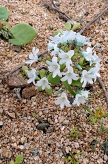 Zephyra elegans