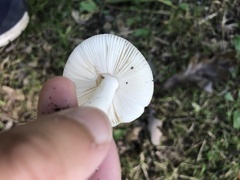 Russula bicolor