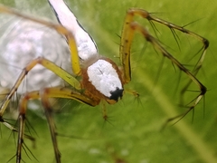 Oxyopes shweta