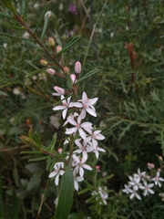 Philotheca hispidula