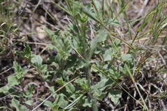 Acleisanthes diffusa
