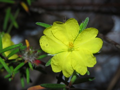Hibbertia riparia
