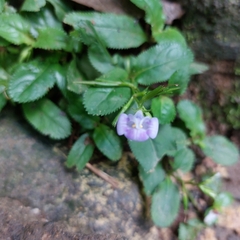 Bonnaya ruelloides