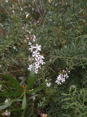 Philotheca hispidula