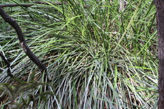 Machaerina complanata