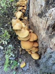 Gymnopilus ventricosus