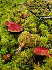 Suillus paluster