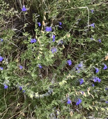 Salvia lycioides
