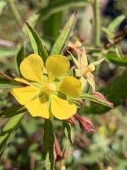Ludwigia leptocarpa