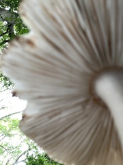 Fungi