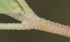 Acleisanthes diffusa