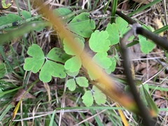 Aquilegia canadensis