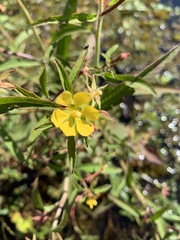 Ludwigia leptocarpa
