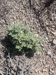 Sphaeralcea ambigua