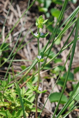 Spermacoce articularis