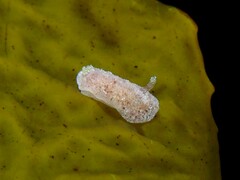 Sclerodoris tarka
