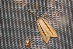 Doryodes bistrialis
