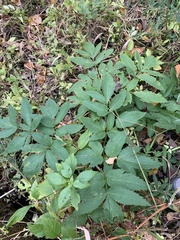 Angelica atropurpurea