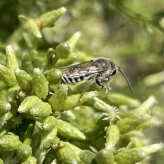 Colletes