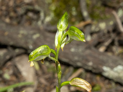 Pterostylis