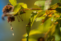 Orchelimum pulchellum