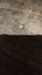 Scarabaeidae
