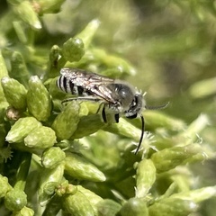 Colletes