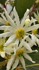 Drimys winteri chilensis