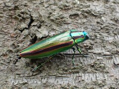 Chrysochroa fulgidissima