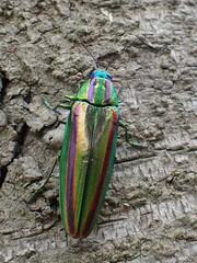 Chrysochroa fulgidissima