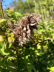 Cedronella canariensis