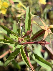 Ludwigia leptocarpa