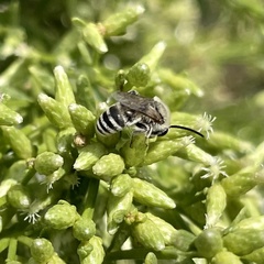 Colletes