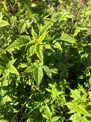 Cedronella canariensis