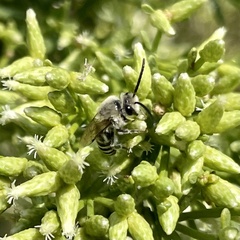 Colletes