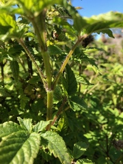 Cedronella canariensis