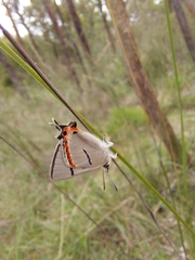 Pseudalmenus chlorinda