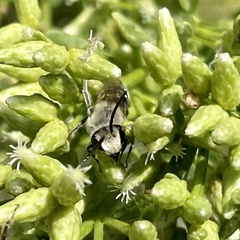 Colletes