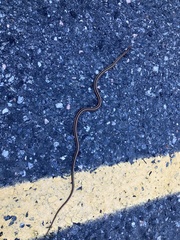 Thamnophis saurita septentrionalis